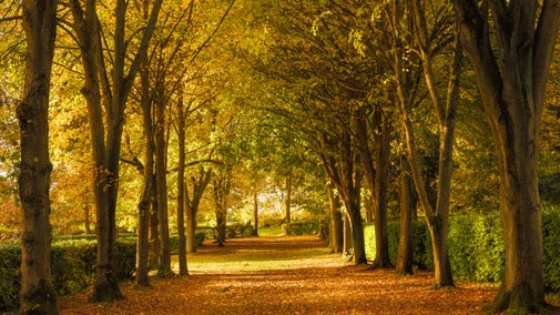 Autumn colour at Whipsnade Tree Cathedral